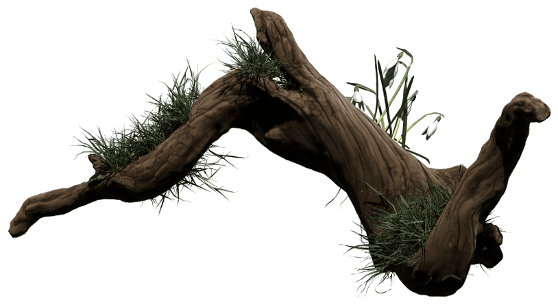 Driftwood dengan rumput dan bunga snowdrop